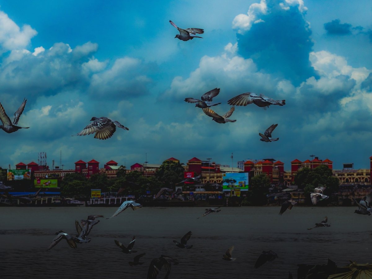 Birds over Kolkata rooftops under a broken sky