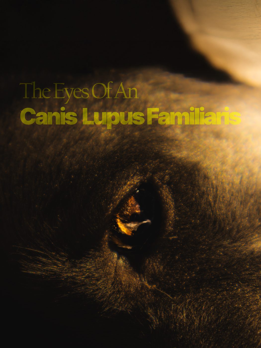 A dog's eye close up in warm low light, titled The eyes of a Canis lupus familiaris