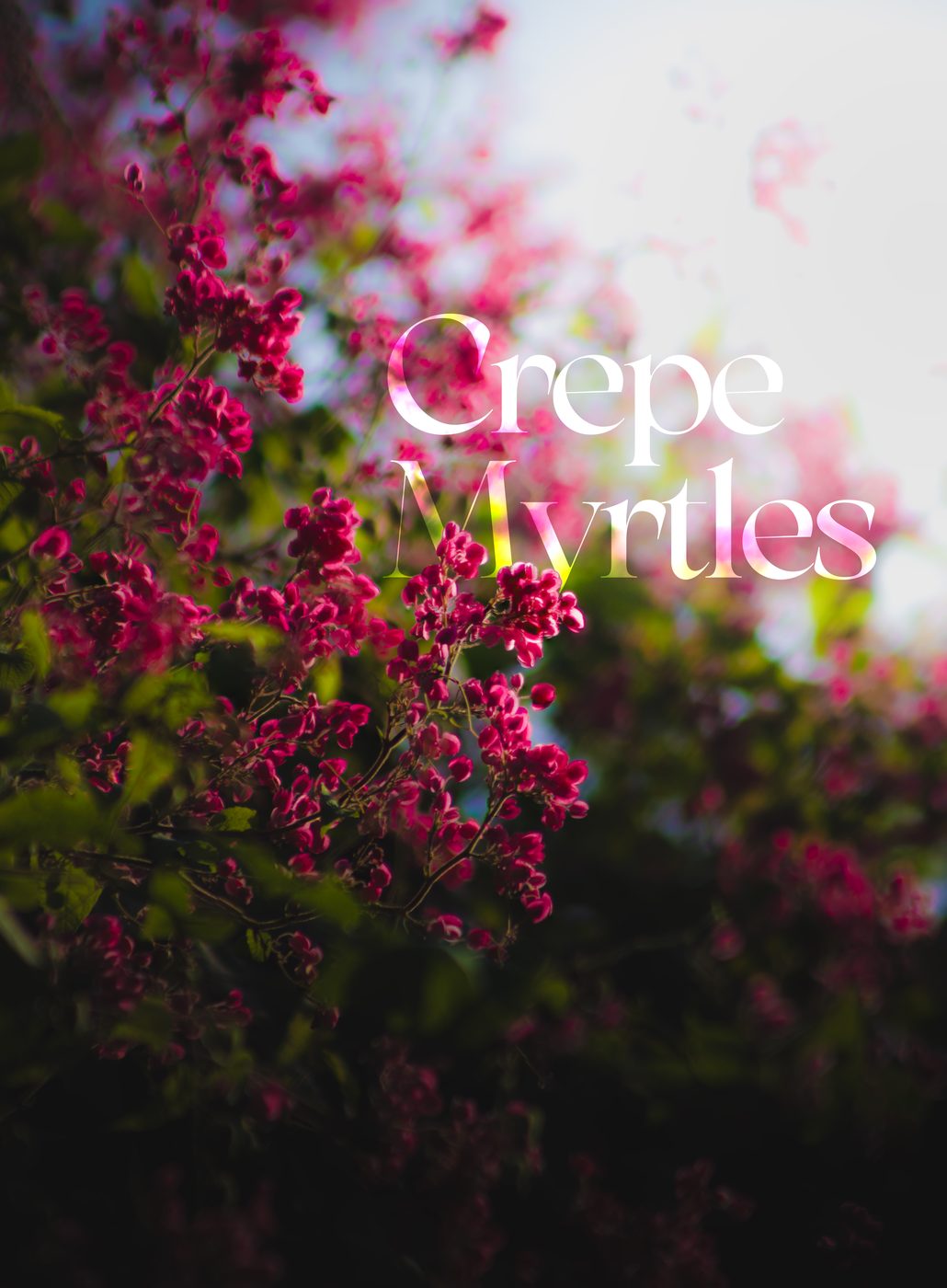 Pink crepe myrtle blossom against a pale sky, titled in script