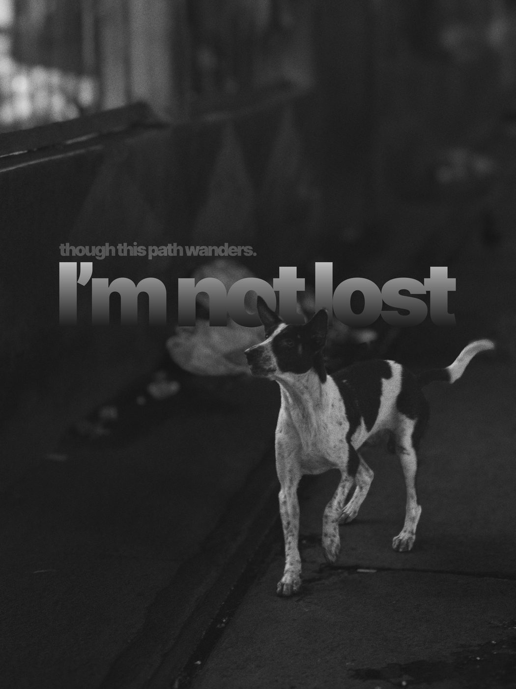 A street dog walking, in black and white, captioned though this path wanders, I'm not lost