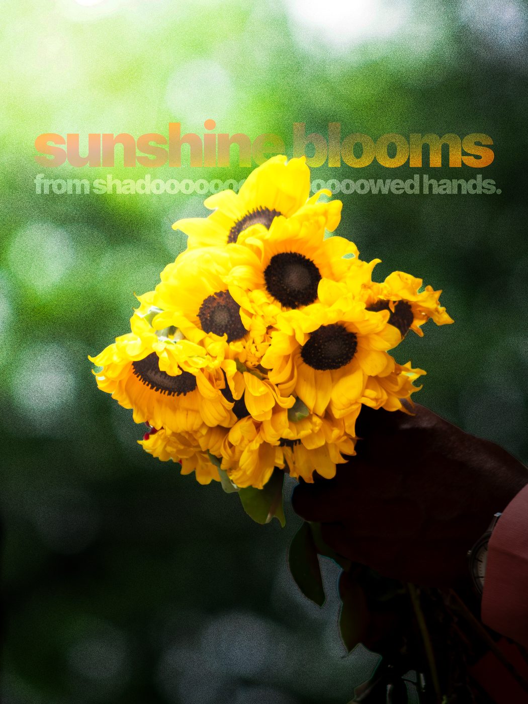 A bunch of sunflowers held up against green, captioned sunshine blooms from shadowed hands