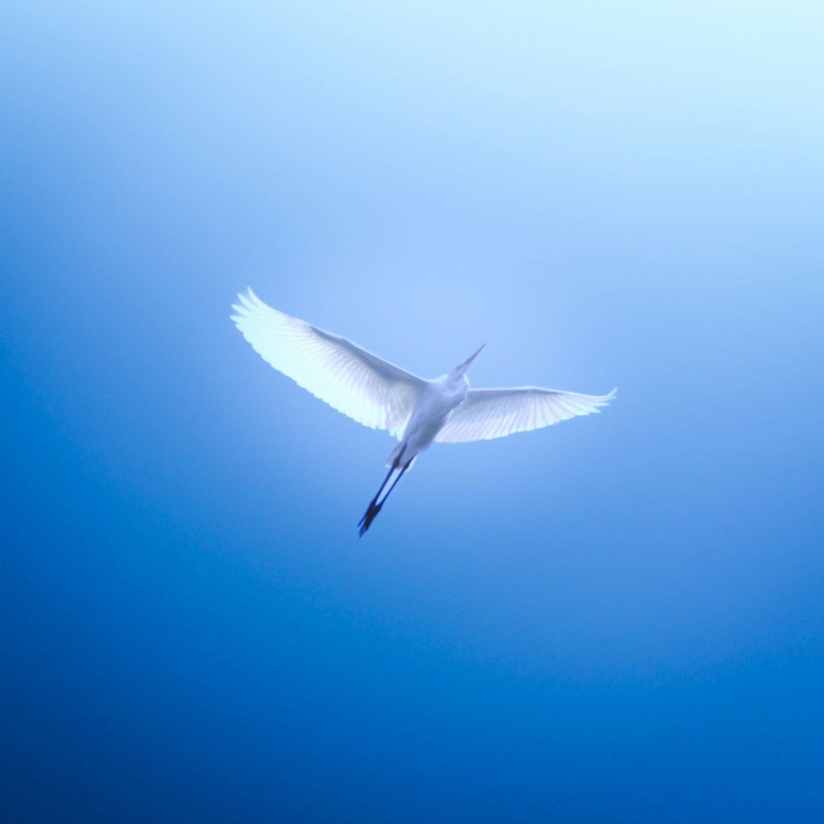 A white egret in flight against an even blue sky