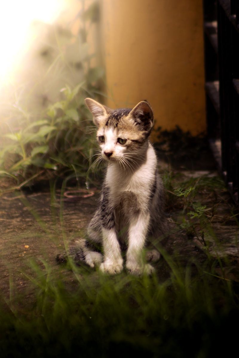 A kitten sitting in grass beside a painted pillar